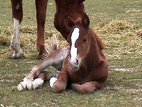 Baby horse