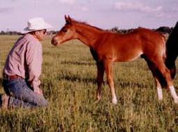 Weanling filly