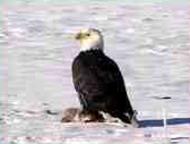 Bald eagle out the window